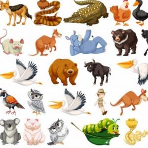 Animals