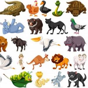 Animals