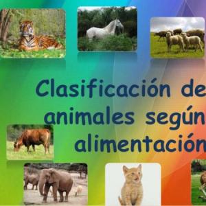 La dieta de los animales