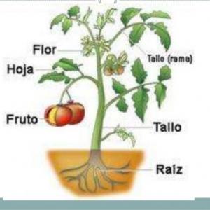 Partes de la plantas