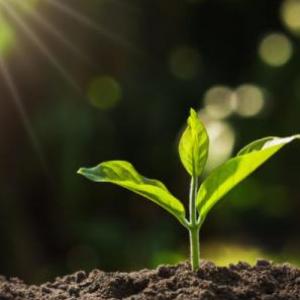 LAS PLANTAS EL SUELO Y SU COMPOSICIÓN