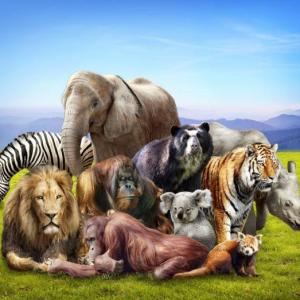 Animales