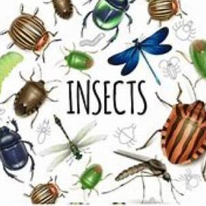 Insectos