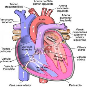 Imagen de portada del videojuego educativo: algunas partes de la anatomía del corazón , de la temática Salud
