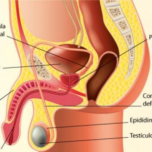 Imagen de portada del videojuego educativo: Partes del aparato reproductor masculino , de la temática Salud
