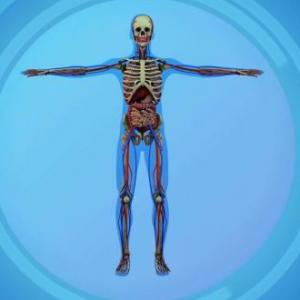 Descubriendo el cuerpo humano