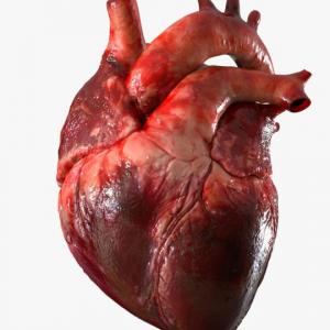 Imagen de portada del videojuego educativo: FISIOLOGIA DEL CORAZÓN, de la temática Salud
