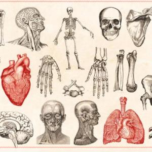 ANATOMIA Y FISIOLOGIA