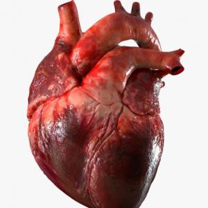FISIOLOGIA