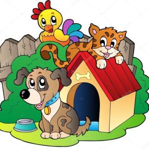 Domestic Animals