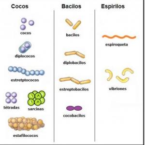 Clasificación de Microorganismos 4