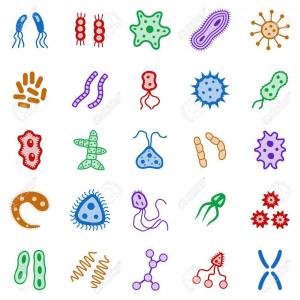 Clasificación de Microorganismos 2