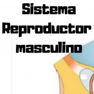 Imagen de portada del videojuego educativo: Partes del Sistema Reproductor masculino y sus funciones, de la temática Biología