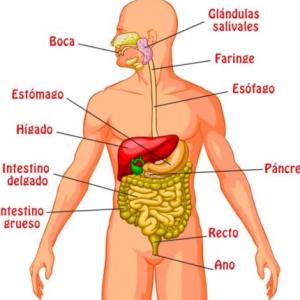 SISTEMA DIGESTIVO/ÓRGANOS