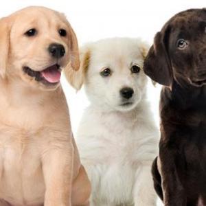 Razas de perros