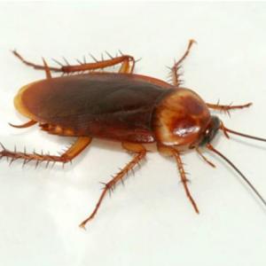 Adivina