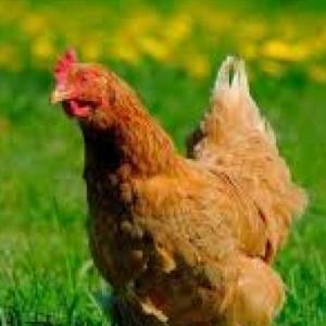 Cobertura del cuerpo de los animales