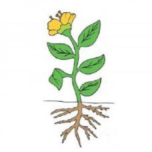 PARTES DE LA PLANTA