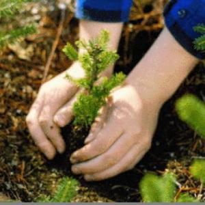 El lobato cuida la naturaleza