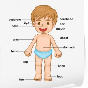 parts of the body