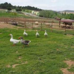 Portada del juego animal 1 – Idiomas