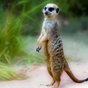 Animales