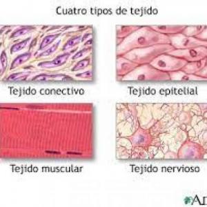 TEJIDOS ANIMALES (EPITELIALES-CONECTIVOS)