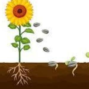 Imagen de portada del videojuego educativo: Estructura y función de las plantas, de la temática Cultura general