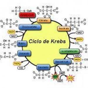 Imagen de portada del videojuego educativo: Ciclo de Krebs, de la temática Biología
