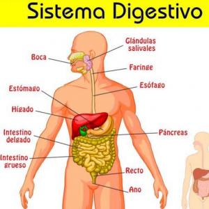 ESTUDIANDO EL SISTEMA DIGESTIVO