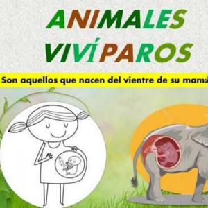 ANIMALES VIVIPAROS