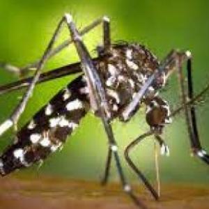 ZIKA - CHIKUNGUNYA