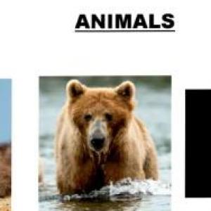 ANIMALS