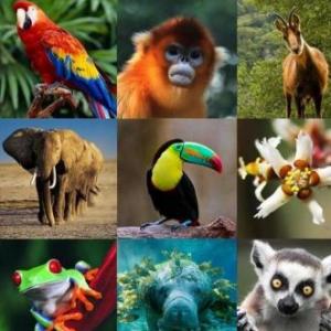 adivinar cual es el mismo animal