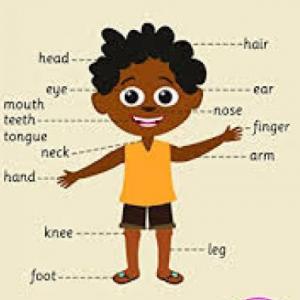 Body parts