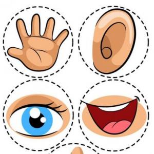 5 SENSES