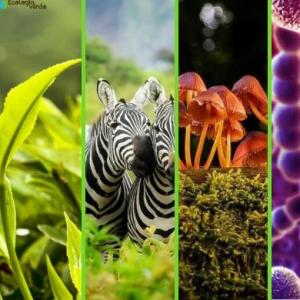 Imagen de portada del videojuego educativo: Reinos de la naturaleza , de la temática Biología