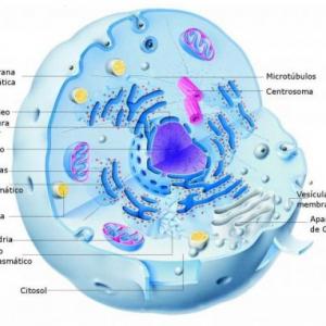 Imagen de portada del videojuego educativo: Trivia. La célula: unidad funcional de los seres vivos., de la temática Biología