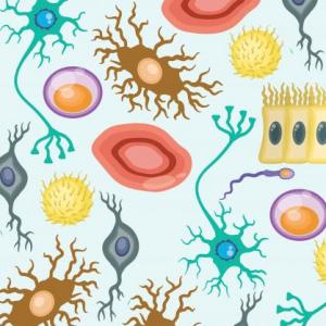 Imagen de portada del videojuego educativo: Memorama. La célula: unidad funcional de los seres vivos, de la temática Biología