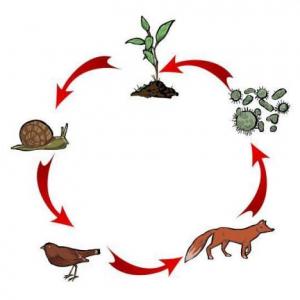 Imagen de portada del videojuego educativo: Flujo de energía en el ecosistema, de la temática Biología