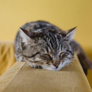 Cuidado de Patas y Bigotes