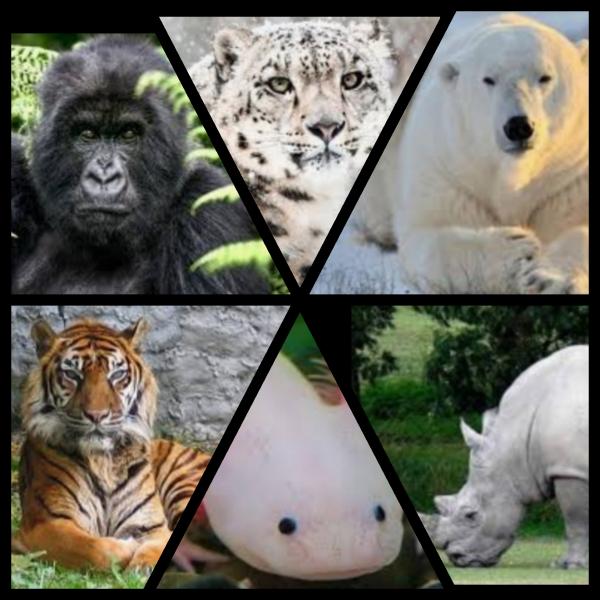 Memoria de Animales en Peligro de Extensión