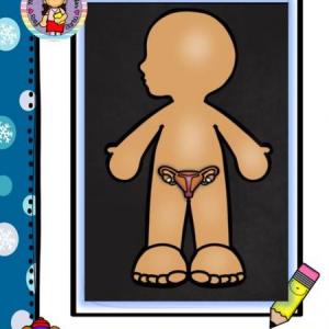 Memoria ¨Órganos internos del cuerpo humano¨