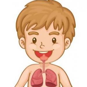 Memoria ¨Órganos internos del cuerpo humano¨