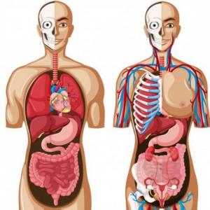 Semejanzas ¨Órganos del cuerpo humano¨