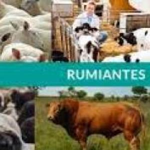 DIGESTION EN RUMIANTES