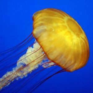 Sea Animals