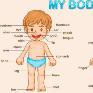 Portada del juego Memorama de Body Parts – Idiomas