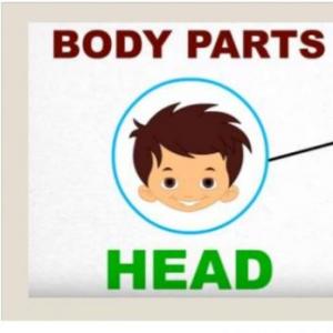 Partes del Body