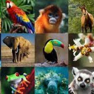 Animales